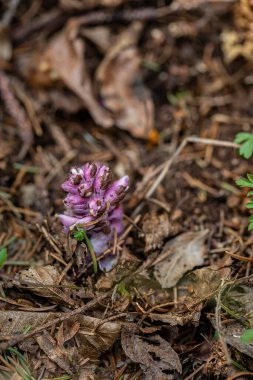 Dağlarda yetişen Lathraea karesi çiçeği