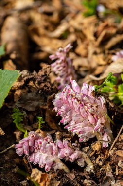 Dağlardaki Lathraea karesi çiçekleri, kapatın.