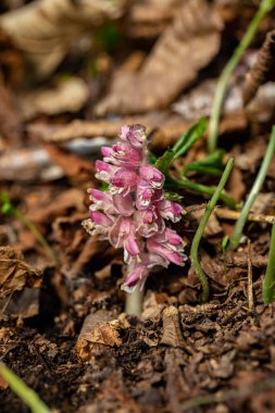 Dağlarda yetişen Lathraea Kare Çiçeği, yakınlaş.