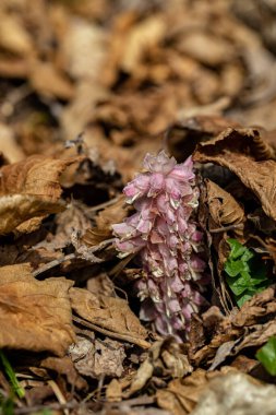 Dağlardaki Lathraea karesi çiçeği, yakın çekim