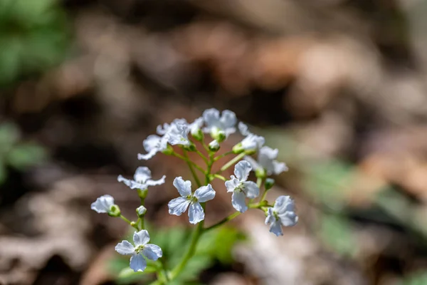 Καρδαμίνη Trifolia Λουλούδι Που Αναπτύσσεται Βουνά Μακροεντολή — Φωτογραφία Αρχείου