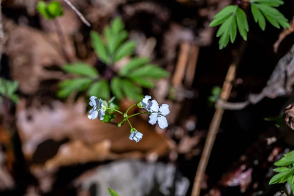 Cardamine Trifolia Virág Hegyekben Közelről Lőni — Stock Fotó