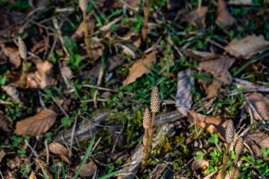 Equisetum arvense çiçeği çayırda, makro