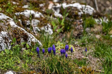 Çayırdaki Muscari çiçeği, yaklaş.