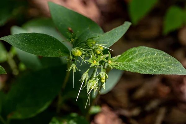 Symphytum Tuberosum Fleur Dans Prairie Macro — Photo