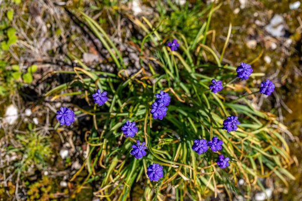 Flor Muscari Prado — Foto de Stock