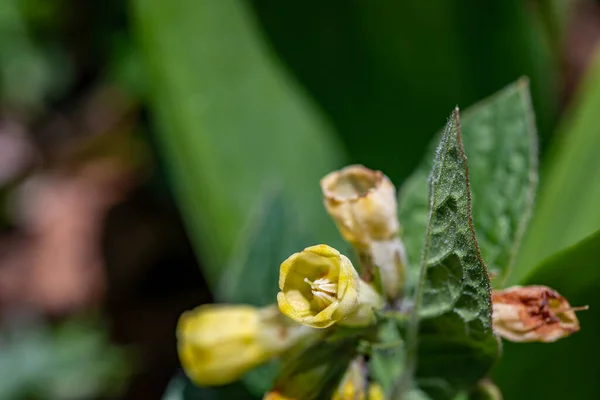 Symphytum Tuberosum Flower Growing Meadow — Stock Photo, Image