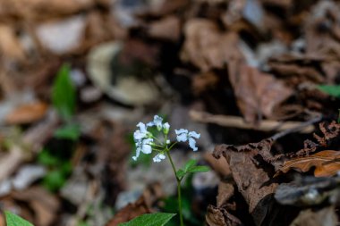 Dağlarda yetişen kardamin trifolia çiçeği