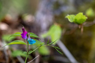 Çayırda Lathyrus vernus çiçeği