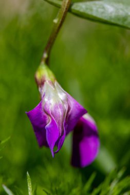 Lathyrus vernus çiçeği çayırda, yakın çekim
