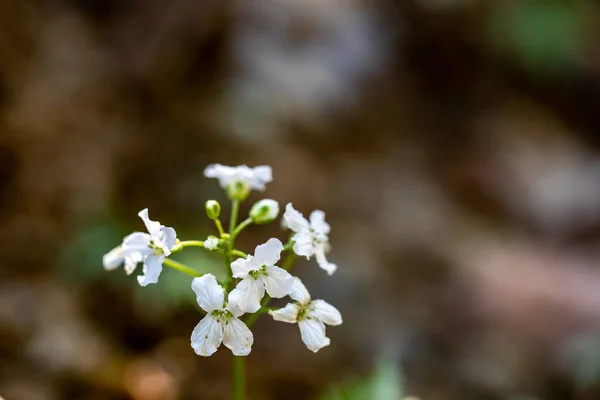 Cardamine Trifolia Fleur Dans Les Montagnes Macro — Photo