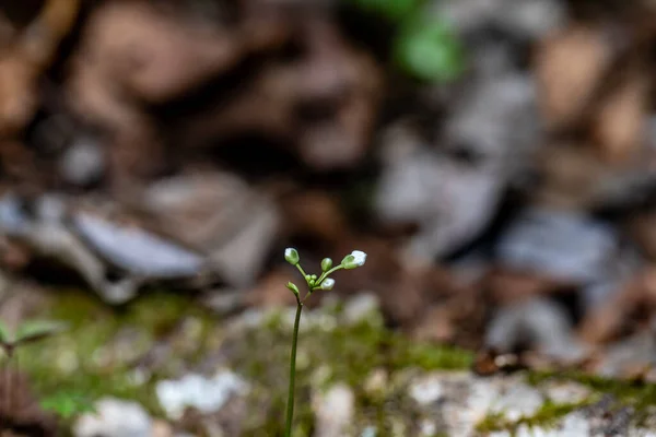 Cardamine Trifolia Flower Mountains Close Shoot — Photo