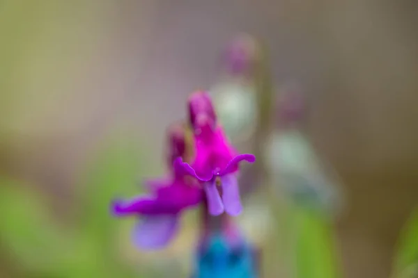 Lathyrus Vernus Fleur Dans Prairie Macro — Photo