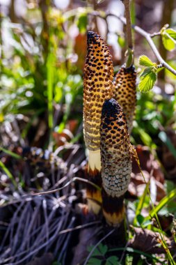 Equisetum arvense çiçeği çayırda