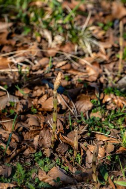 Equisetum arvense çiçeği çayırda, yakın