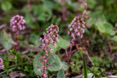 Petasitler çayırdaki melez çiçekleri