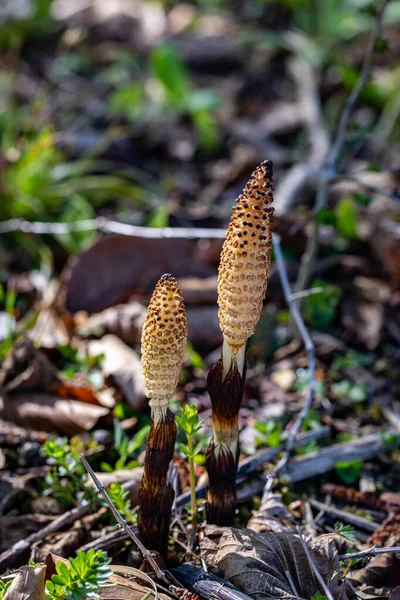 Equisetum Arvense Çiçeği Çayırda Büyüyor Yakın Plan — Stok fotoğraf