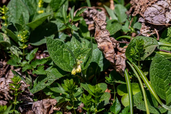 Symphytum Tuberosum Flower Growing Meadow — стоковое фото