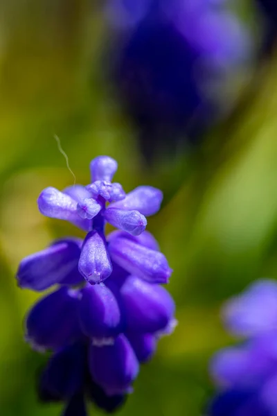 Muscari Flor Prado Close — Fotografia de Stock