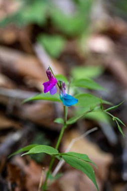 Lathyrus vernus çiçeği çayırda, yakın plan