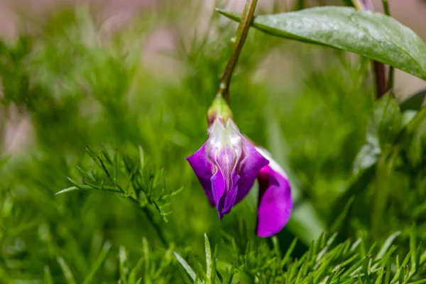 Lathyrus Vernus Fiore Che Cresce Nel Prato Primo Piano Sparare — Foto Stock