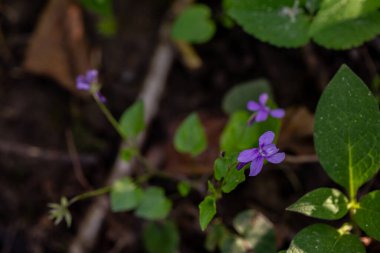Ormanda Viola Reichenbachiana çiçeği, yakın çekim 