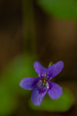 Viola reichenbachiana çiçeği ormanda yetişiyor, makro