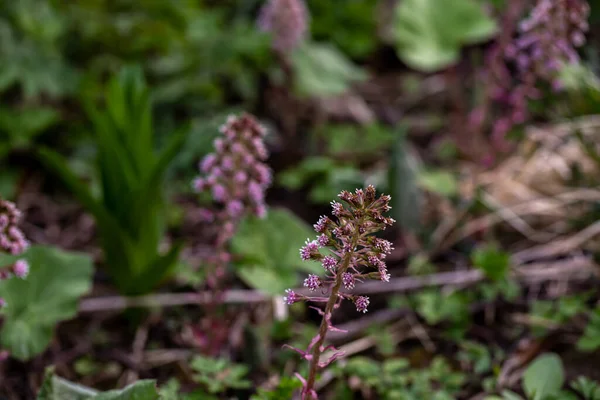 Petasites Hybridus Flower Growing Meadow Macro — Stock Photo, Image