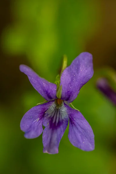 Viola Reichenbachiana Flor Crescendo Floresta Close — Fotografia de Stock