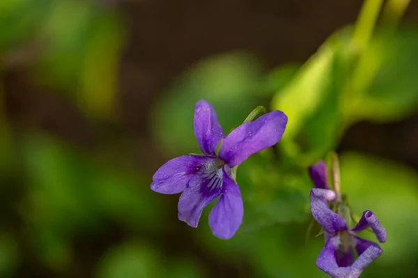 Viola Reichenbachiana Bunga Hutan Close Shoot — Stok Foto