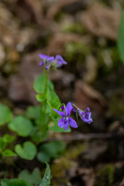 Viola Reichenbachiana Fleur Poussant Dans Forêt Pousse Gros Plan — Photo