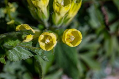 Meadow 'da büyüyen Symphytum tuberosum çiçeği