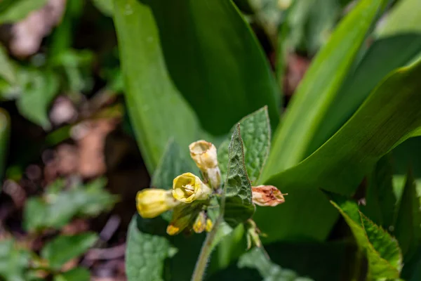 Symphytum Tuberosum Fleur Dans Prairie Macro — Photo