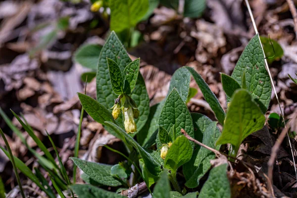 Symphytum Tuberosum Kwiat Łące — Zdjęcie stockowe