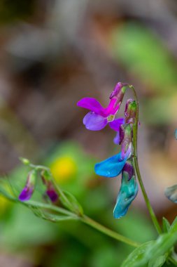 Lathyrus vernus çiçeği çayırda, yakın çekim