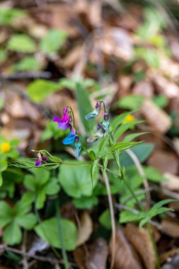 Lathyrus vernus çiçeği çayırda büyüyor, yakın plan.