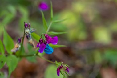 Lathyrus vernus çiçeği çayırda, yakın plan