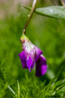 Çayırda Lathyrus vernus çiçeği, makro