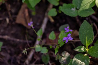 Ormanda Viola Reichenbachiana çiçeği