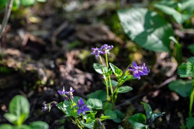 Viola reichenbachiana çiçeği ormanda yetişiyor.