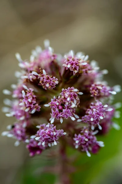 Petasites Hybridus Flower Growing Meadow Macro — Stock Photo, Image