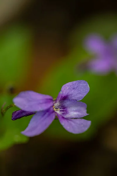 Viola Reichenbachiana Kwiat Lesie Zbliżenie — Zdjęcie stockowe