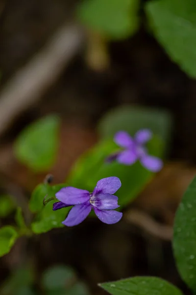 Viola Reichenbachiana Λουλούδι Στο Δάσος Κοντινό Πλάνο Πυροβολούν — Φωτογραφία Αρχείου