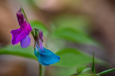 Lathyrus vernus çiçeği çayırda yetişiyor.