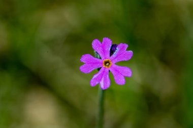 Çayırda yetişen Primula farinosa çiçeği, yakın plan.