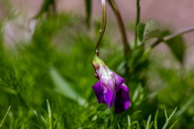 Lathyrus vernus çiçeği çayırda, yakın çekim