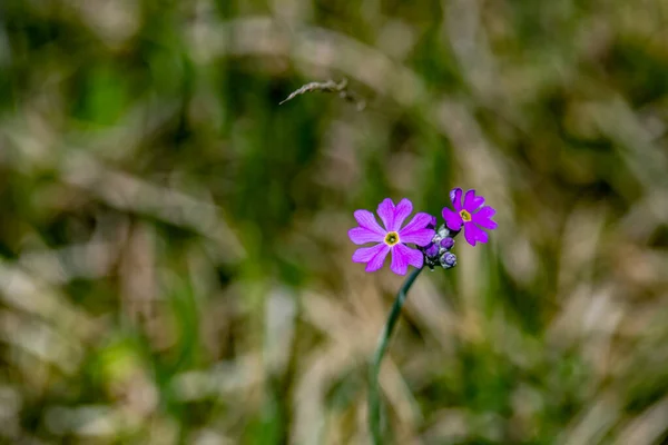 Primula Farinosa Çiçeği Çayırda Yakın Çekim — Stok fotoğraf