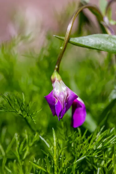 Lathyrus vernus çiçeği çayırda büyüyor, yakın çekim