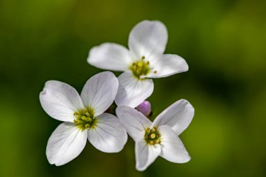 Çayırda büyüyen Cardamine pratensis, makro