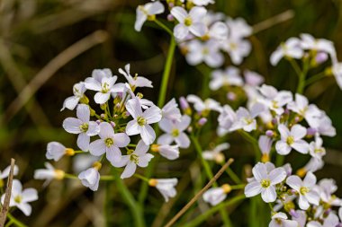 Çayırda büyüyen Cardamine pratensis